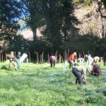 image for Environmental Restoration Working Bees